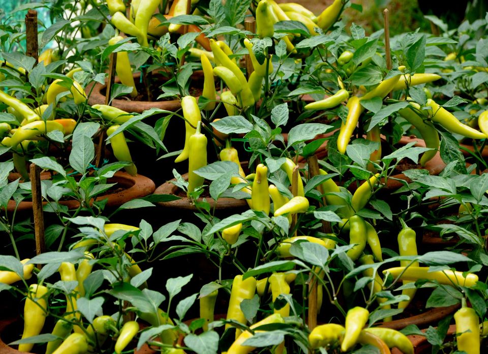 Photo of Lalbagh Show '12 by Sukruth KS