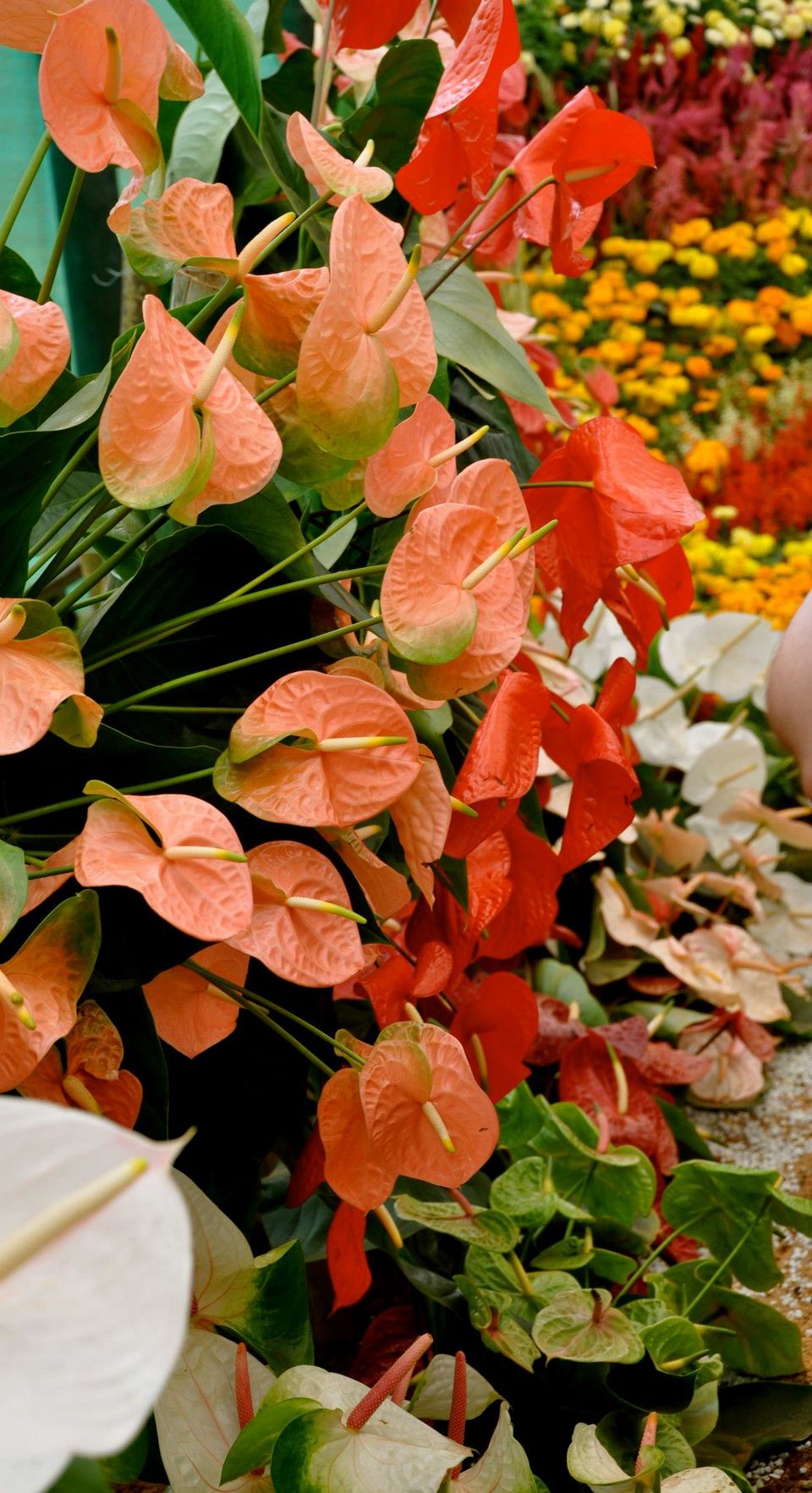 Photo of Lalbagh Show '12 by Sukruth KS