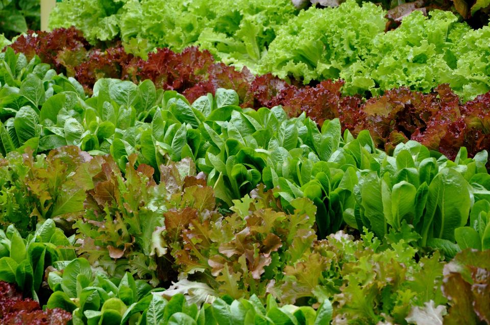 Photo of Lalbagh Show '12 by Sukruth KS