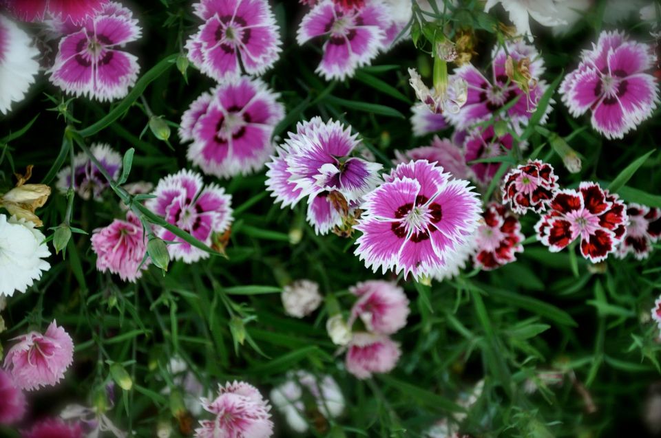 Photo of Lalbagh Show '12 by Sukruth KS