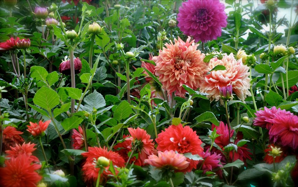 Photo of Lalbagh Show '12 by Sukruth KS