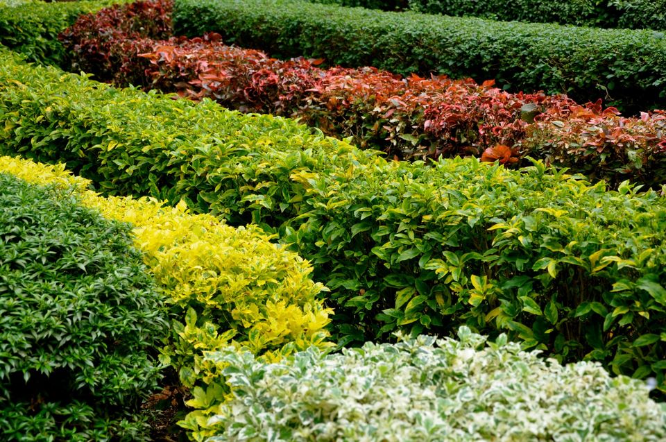 Photo of Lalbagh Show '12 by Sukruth KS