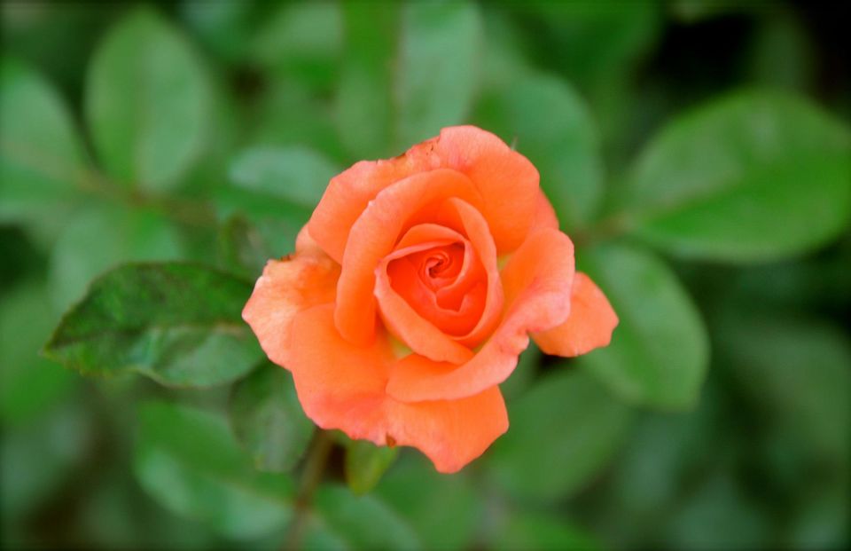 Photo of Lalbagh Show '12 by Sukruth KS