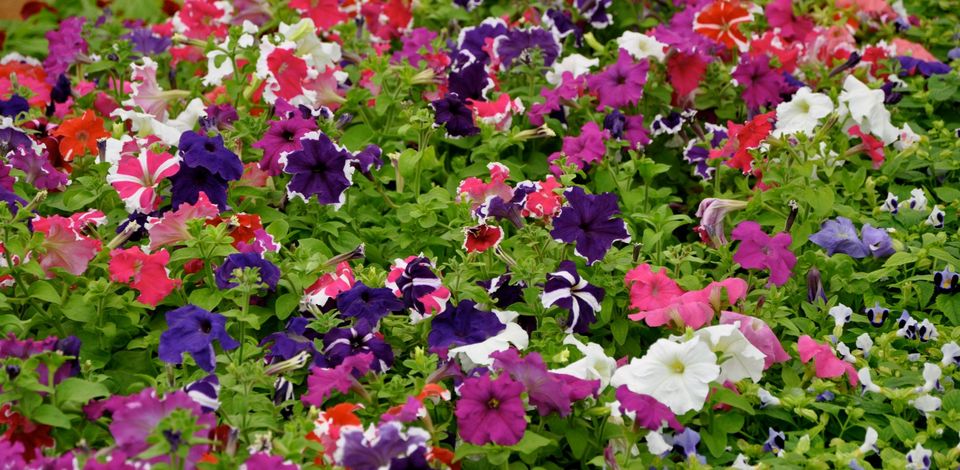 Photo of Lalbagh Show '12 by Sukruth KS