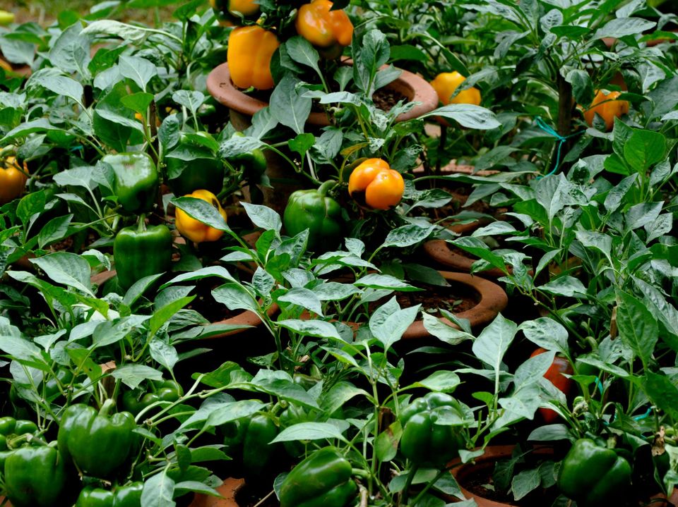 Photo of Lalbagh Show '12 by Sukruth KS