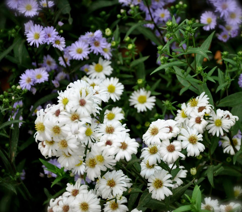 Photo of Lalbagh Show '12 by Sukruth KS