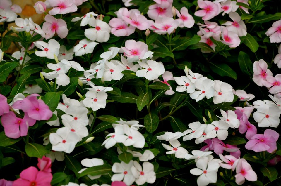 Photo of Lalbagh Show '12 by Sukruth KS