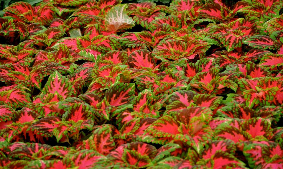 Photo of Lalbagh Show '12 by Sukruth KS