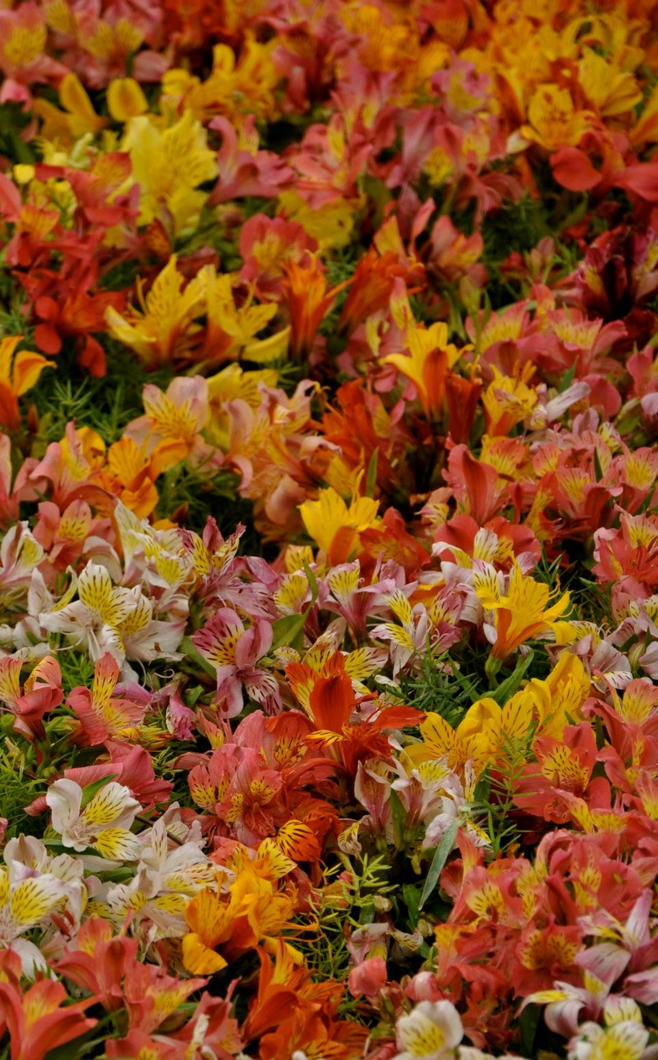 Photo of Lalbagh Show '12 by Sukruth KS