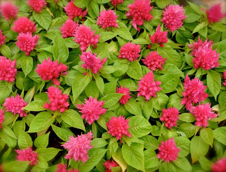 Photo of Lalbagh Show '12 by Sukruth KS