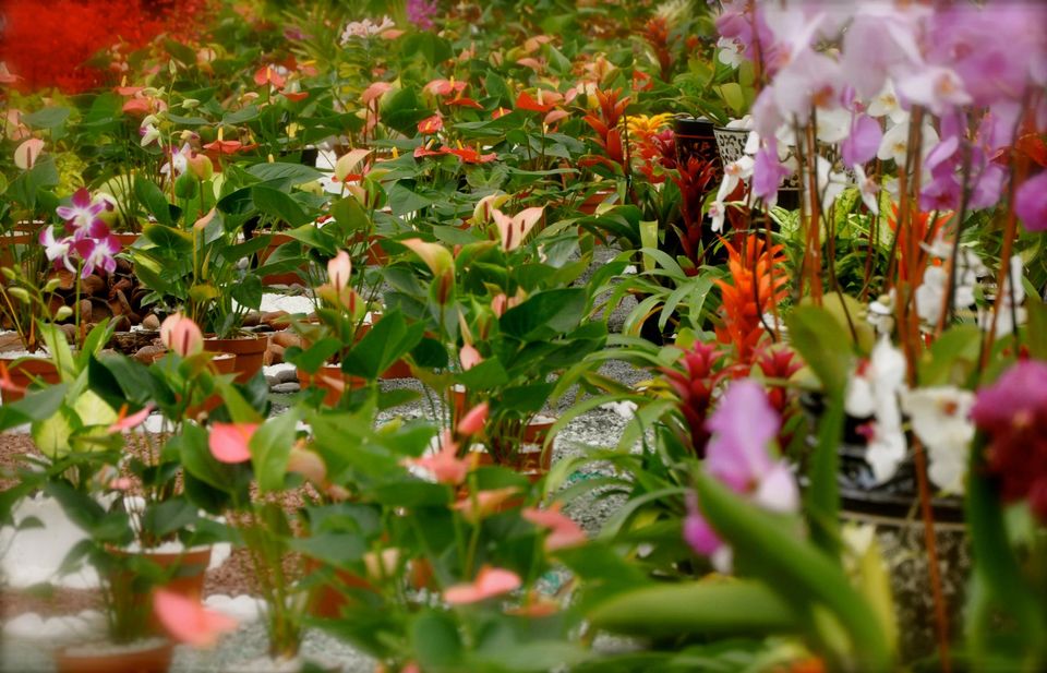 Photo of Lalbagh Show '12 by Sukruth KS