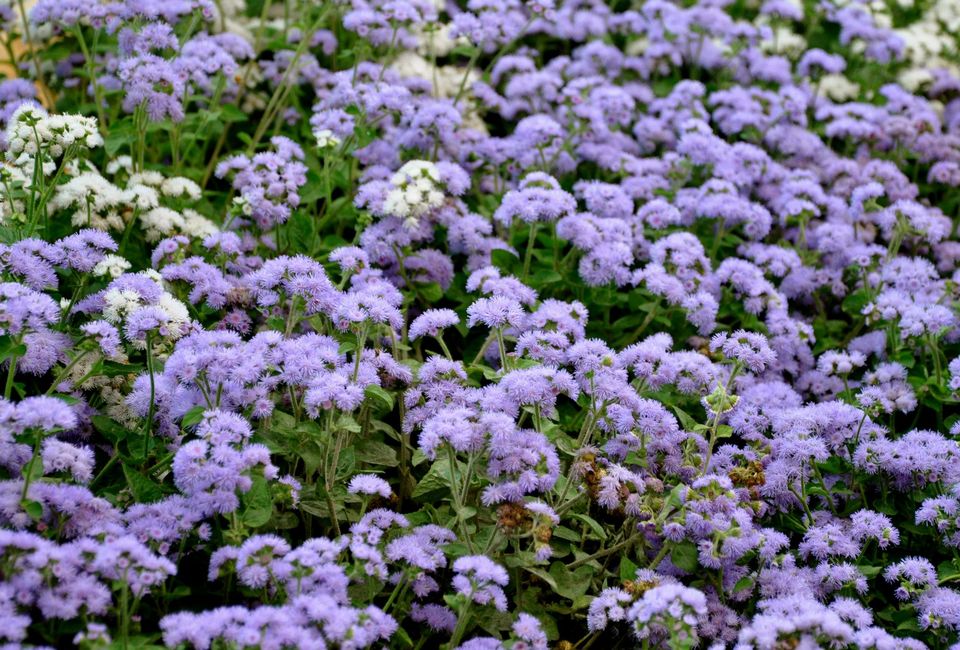 Photo of Lalbagh Show '12 by Sukruth KS