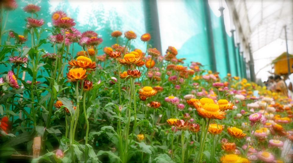 Photo of Lalbagh Show '12 by Sukruth KS