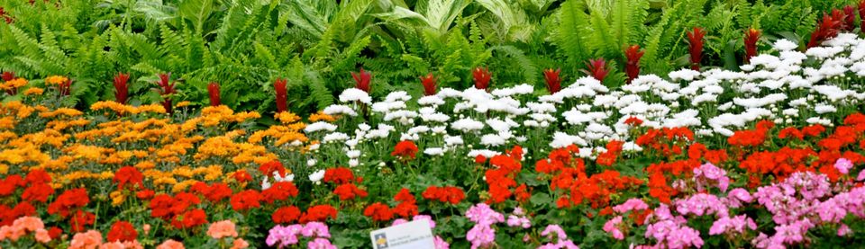 Photo of Lalbagh Show '12 by Sukruth KS
