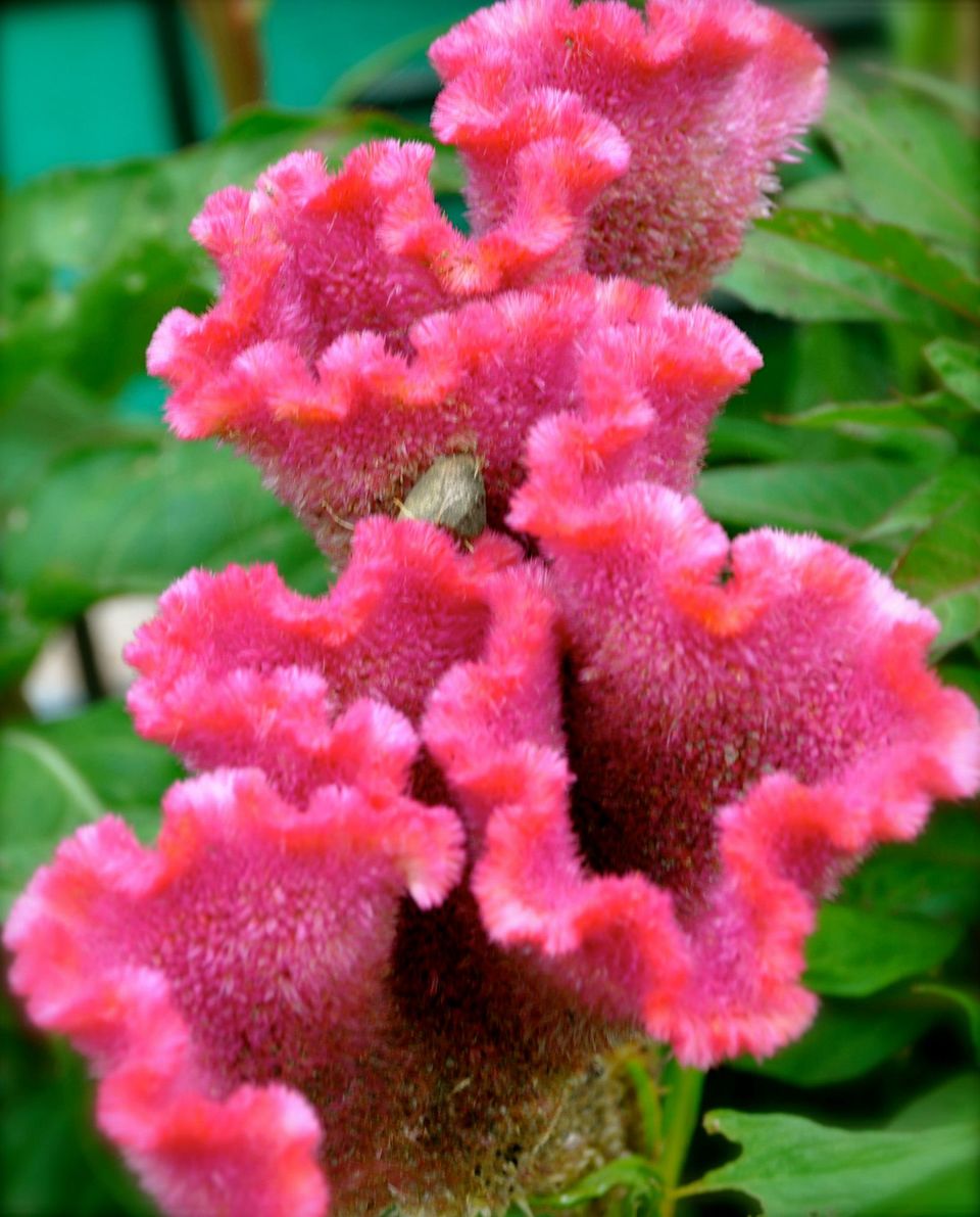 Photo of Lalbagh Show '12 by Sukruth KS
