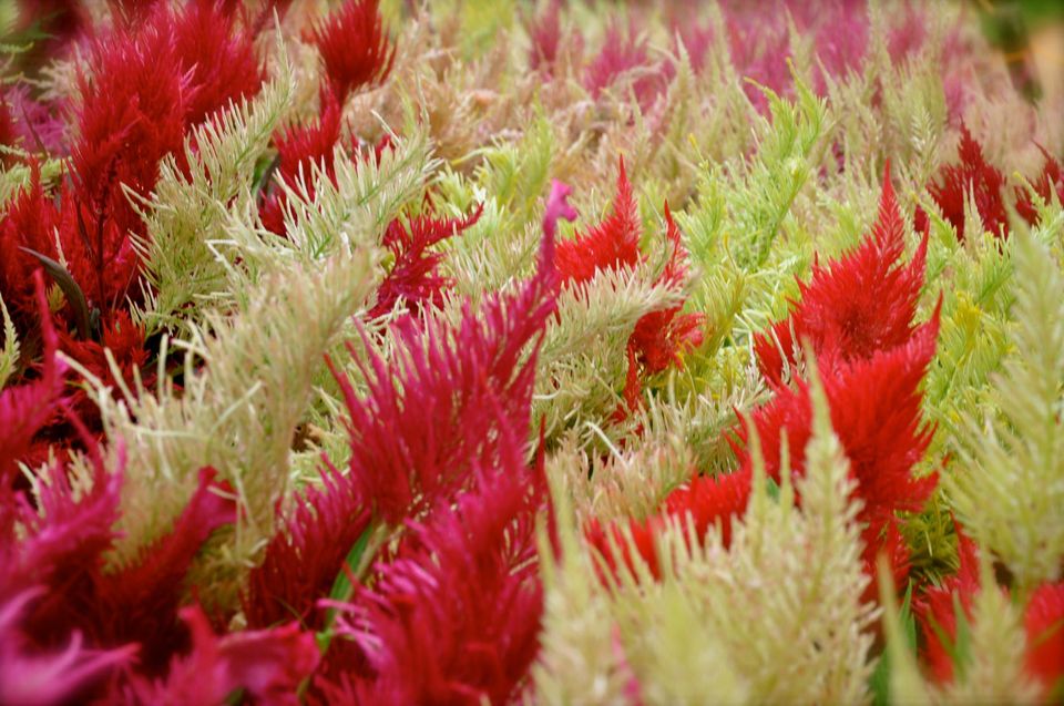 Photo of Lalbagh Show '12 by Sukruth KS