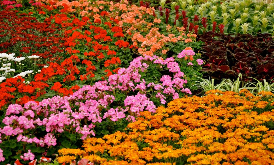 Photo of Lalbagh Show '12 by Sukruth KS