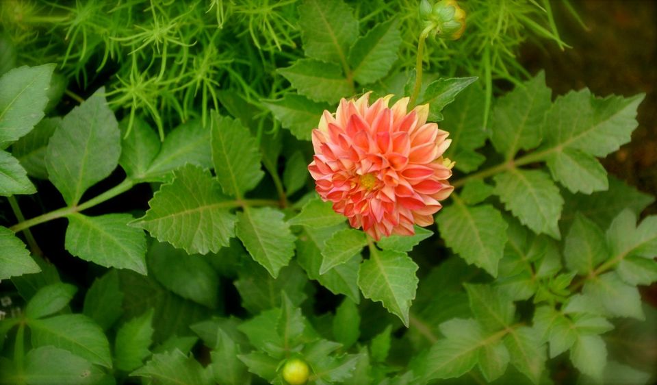 Photo of Lalbagh Show '12 by Sukruth KS