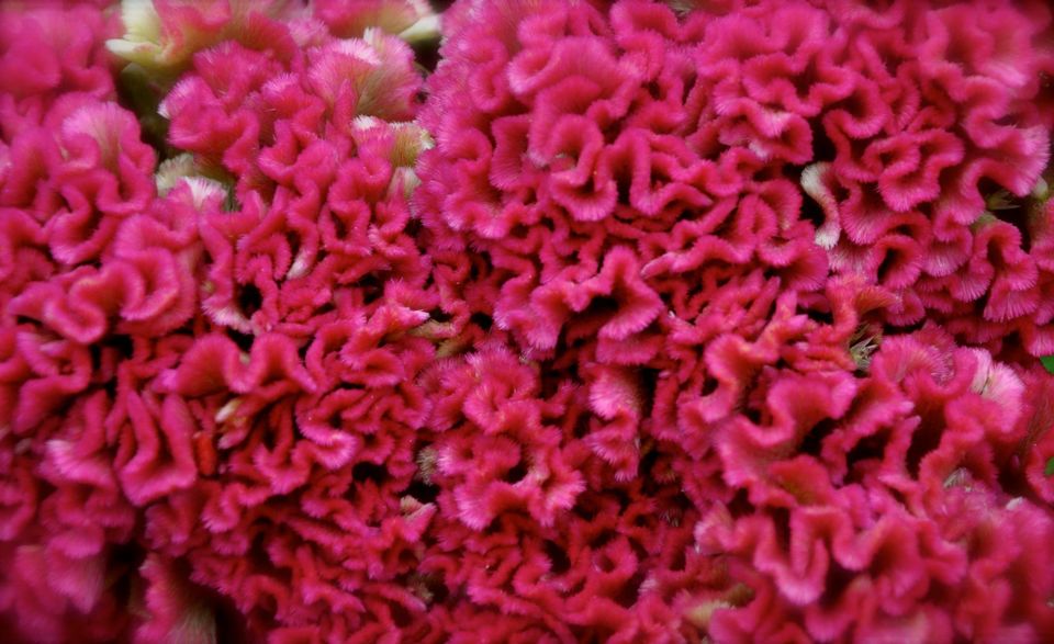 Photo of Lalbagh Show '12 by Sukruth KS