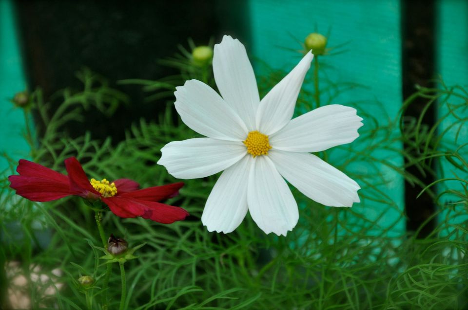 Photo of Lalbagh Show '12 by Sukruth KS