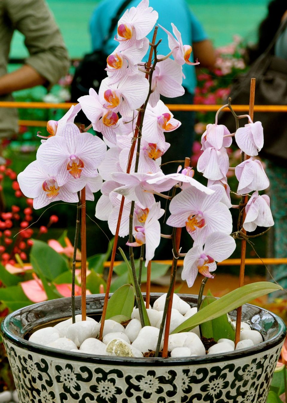 Photo of Lalbagh Show '12 by Sukruth KS