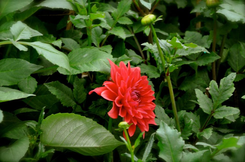 Photo of Lalbagh Show '12 by Sukruth KS