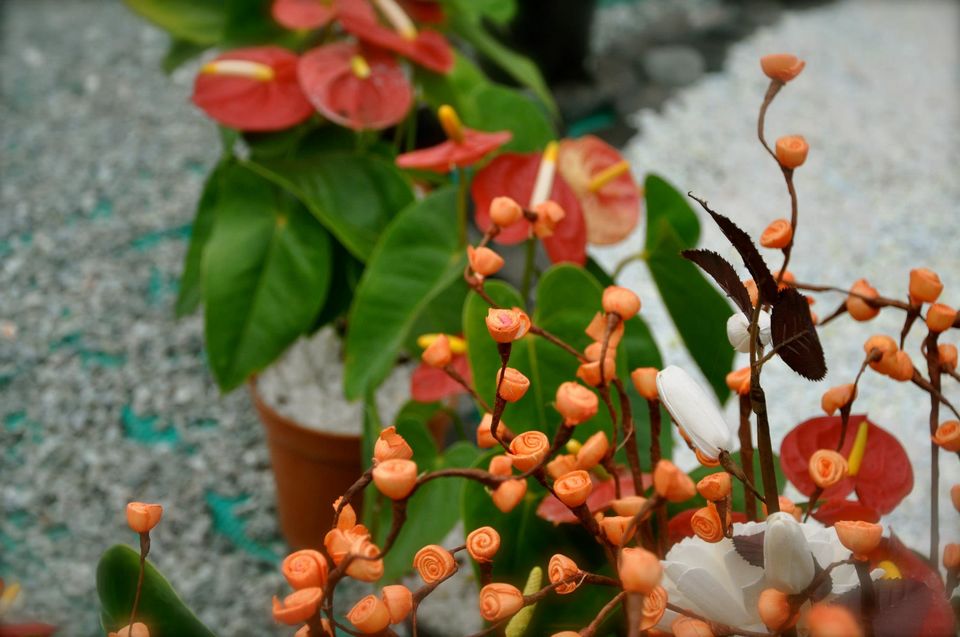 Photo of Lalbagh Show '12 by Sukruth KS