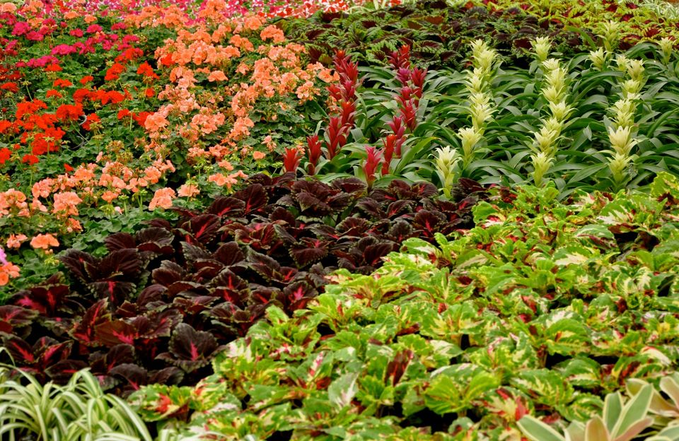 Photo of Lalbagh Show '12 by Sukruth KS