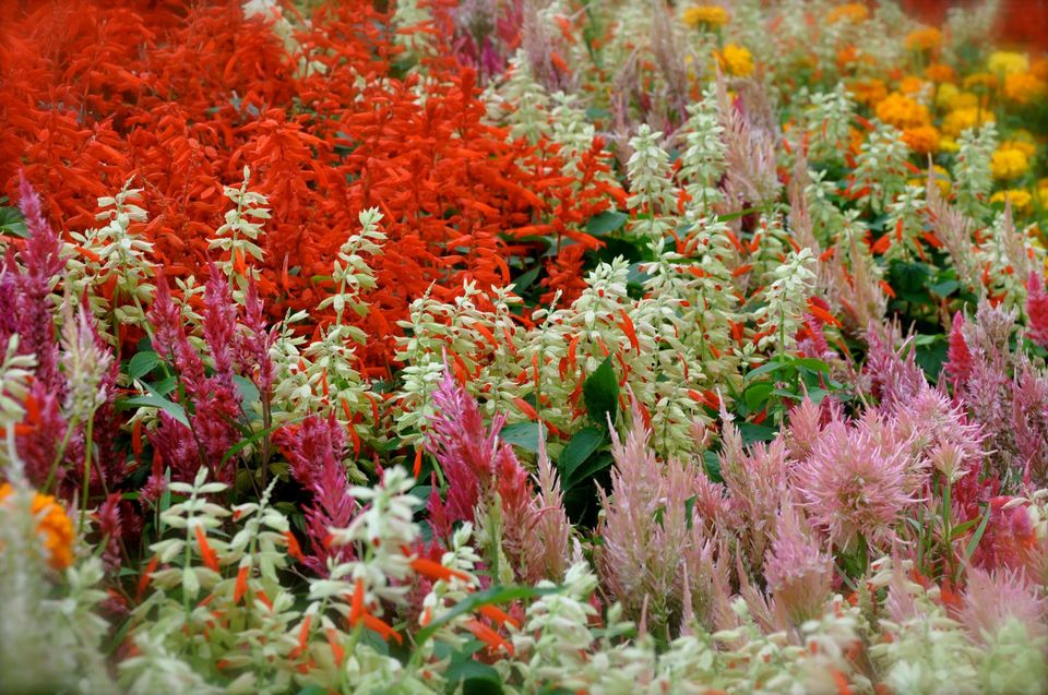 Photo of Lalbagh Show '12 by Sukruth KS