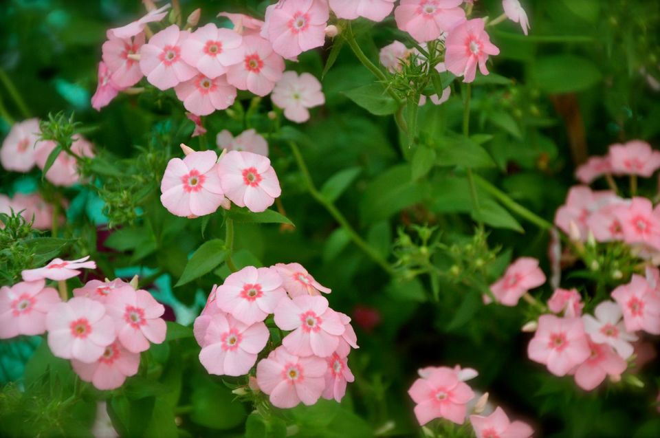 Photo of Lalbagh Show '12 by Sukruth KS