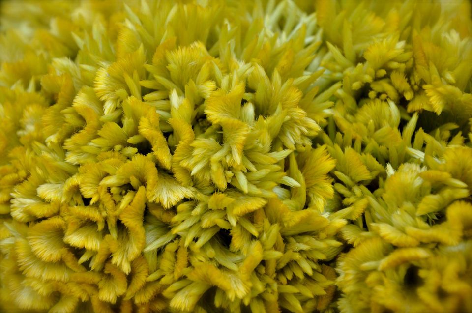 Photo of Lalbagh Show '12 by Sukruth KS