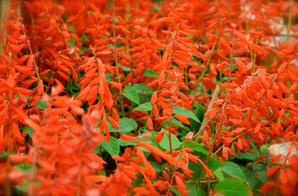 Photo of Lalbagh Show '12 by Sukruth KS