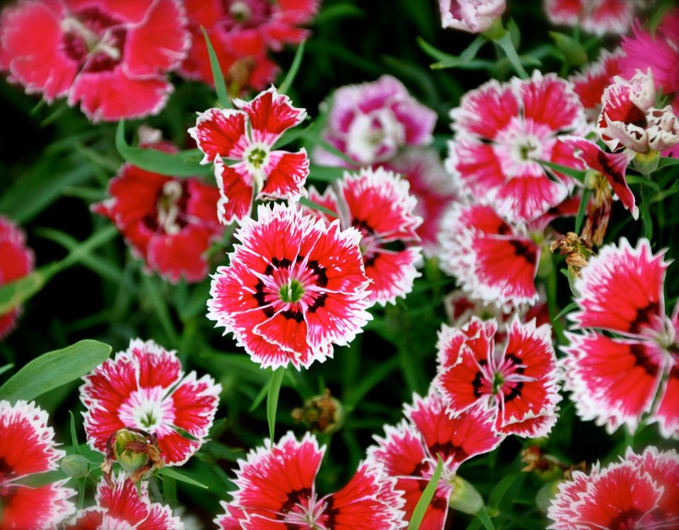 Photo of Lalbagh Show '12 by Sukruth KS