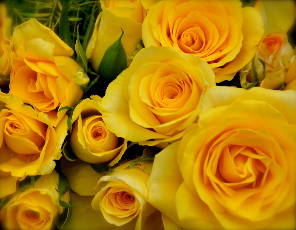 Photo of Lalbagh Show '12 by Sukruth KS