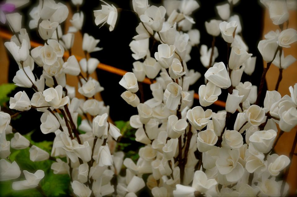 Photo of Lalbagh Show '12 by Sukruth KS
