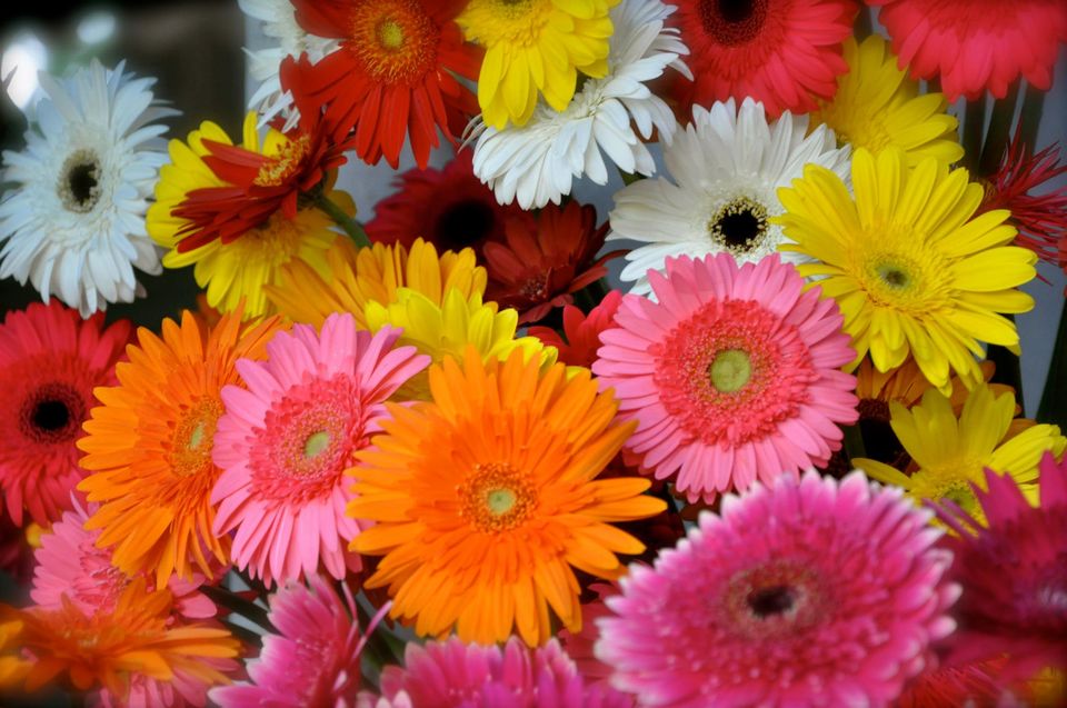 Photo of Lalbagh Show '12 by Sukruth KS