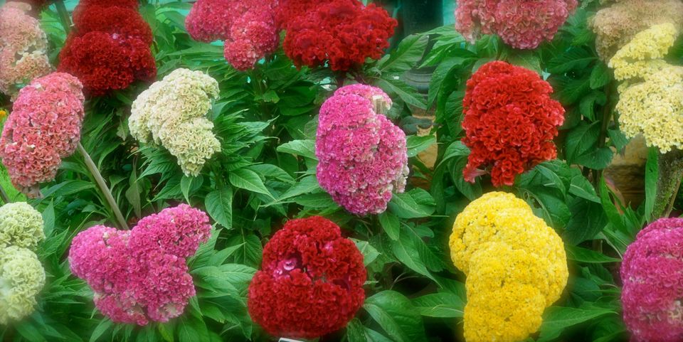 Photo of Lalbagh Show '12 by Sukruth KS