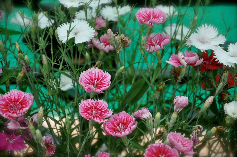 Photo of Lalbagh Show '12 by Sukruth KS