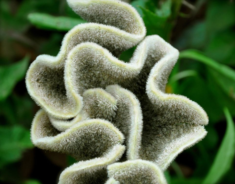 Photo of Lalbagh Show '12 by Sukruth KS