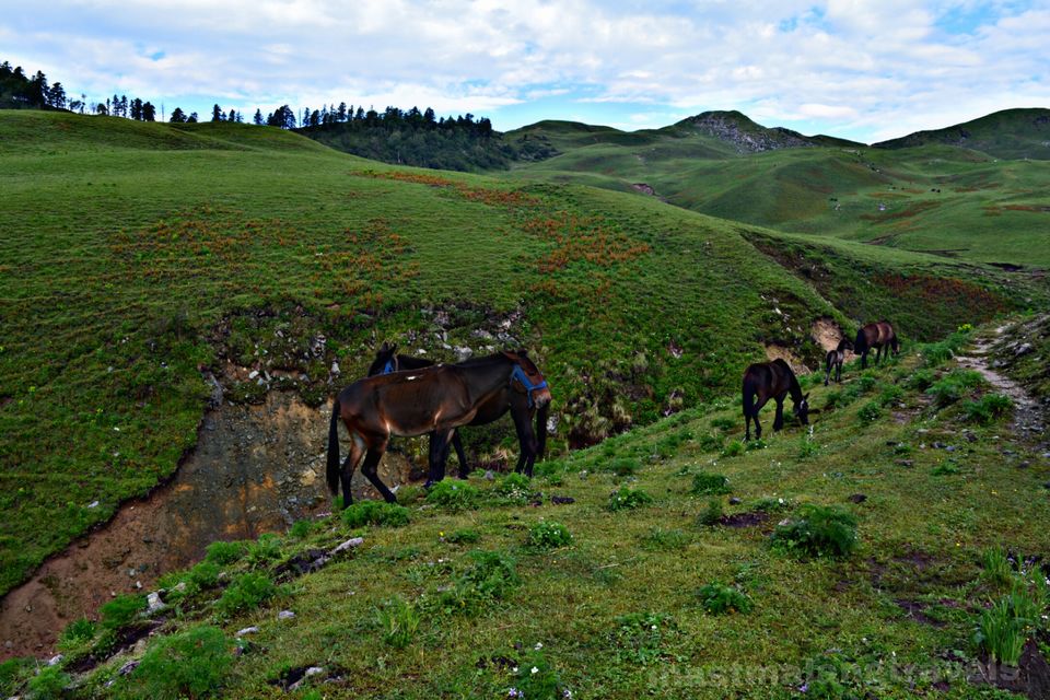 Photo of The shepherds of Dayara Bugyal 16/18 by Vartika Sharma Lekhak