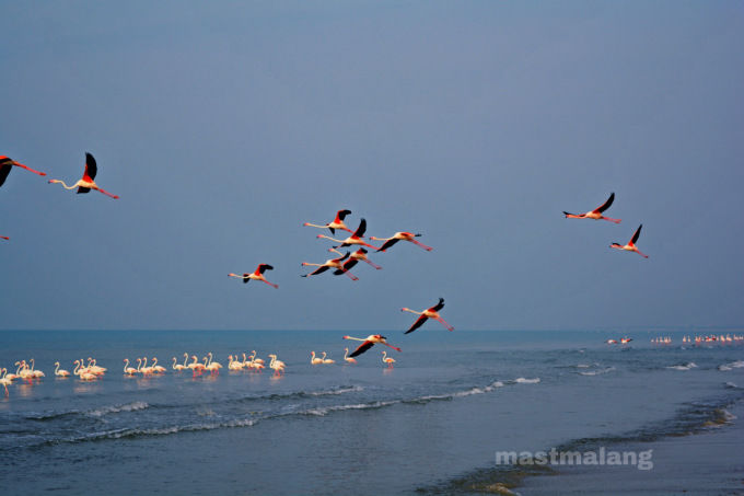 Photo of Offbeat beaches in Kutch 21/21 by Vartika Sharma Lekhak