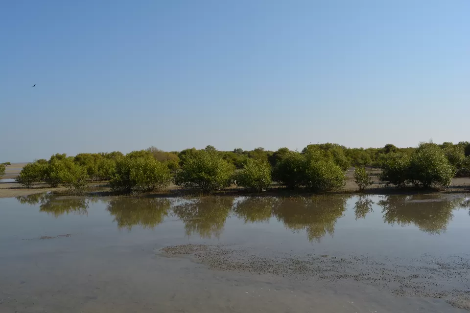 Photo of There Is a Coral Reef Right Here in Gujarat And This Is Why It Should be on Top of Your List by Vartika Sharma Lekhak