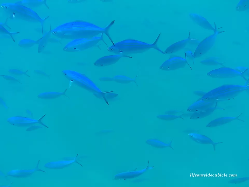 Photo of Andaman Islands, Andaman and Nicobar Islands by Life Outside Cubicle (Shruthi B P)