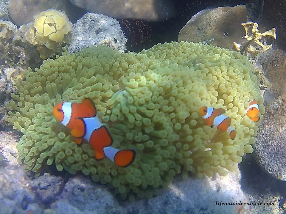 Photo of Jolly Buoy Beach, India by Life Outside Cubicle (Shruthi B P)