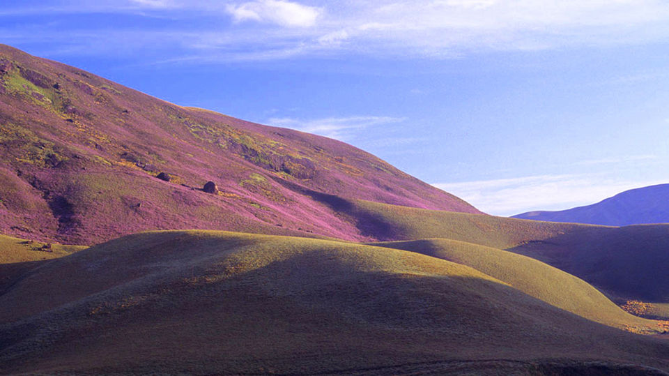Photo of The Neelakurinji Blooms in Munnar - This happens once in 12 years - LifeOutsideCubicle by Life Outside Cubicle