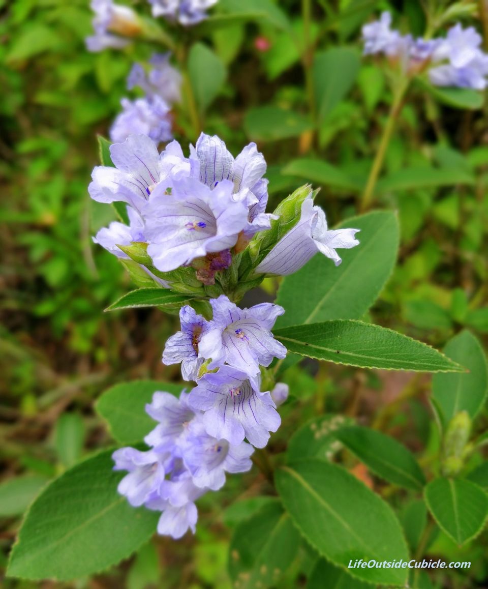 Photo of The Neelakurinji Blooms in Munnar - This happens once in 12 years - LifeOutsideCubicle by Life Outside Cubicle