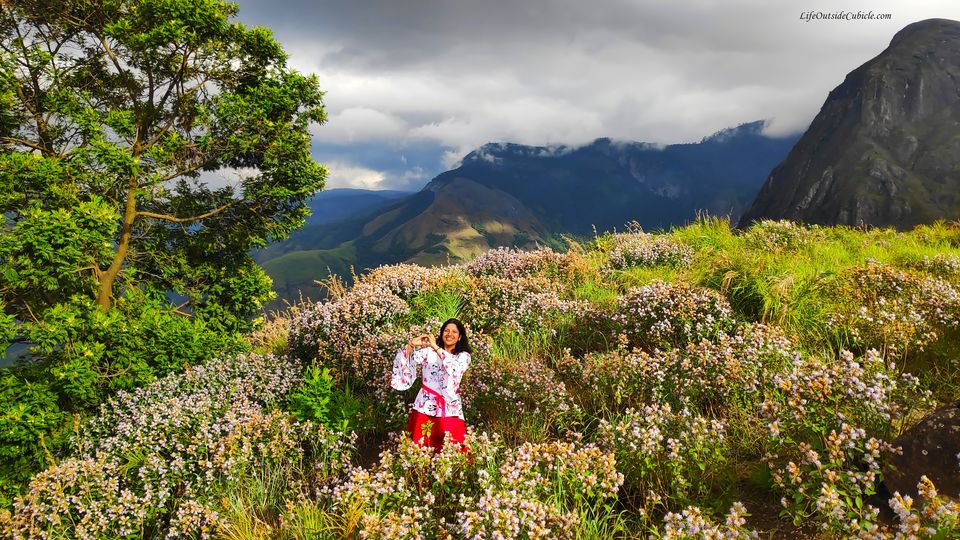 Photo of The Neelakurinji Blooms in Munnar - This happens once in 12 years - LifeOutsideCubicle by Life Outside Cubicle (Shruthi B P)