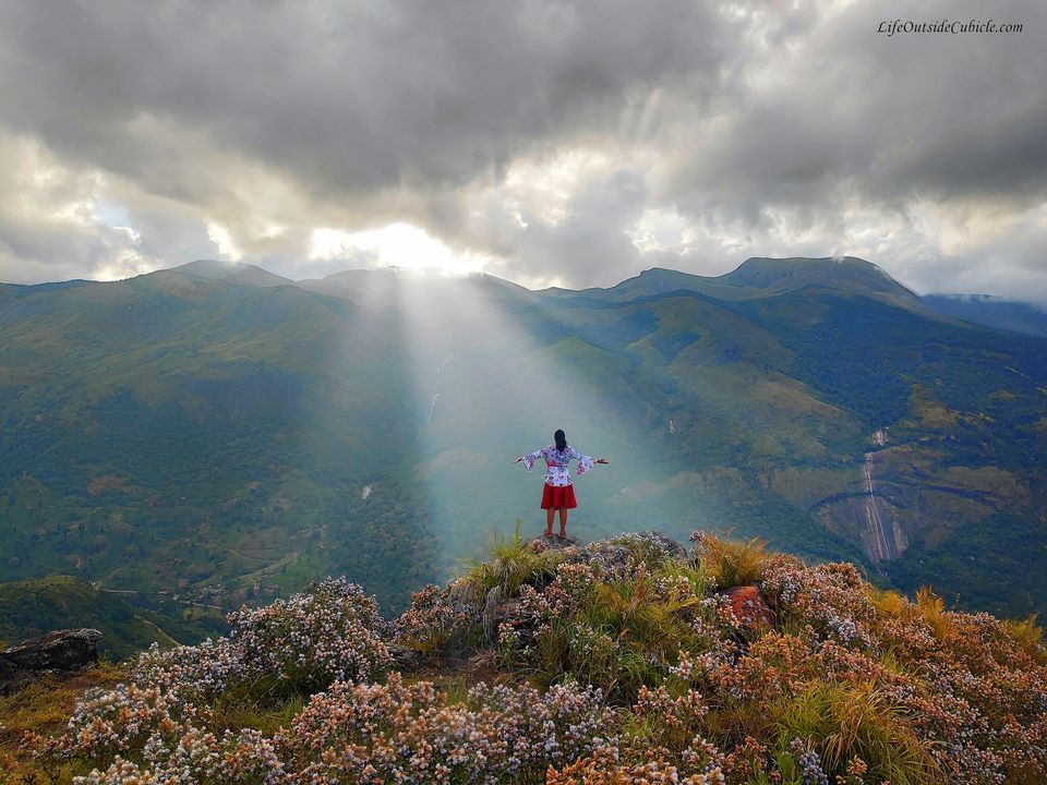 Photo of The Neelakurinji Blooms in Munnar - This happens once in 12 years - LifeOutsideCubicle by Life Outside Cubicle
