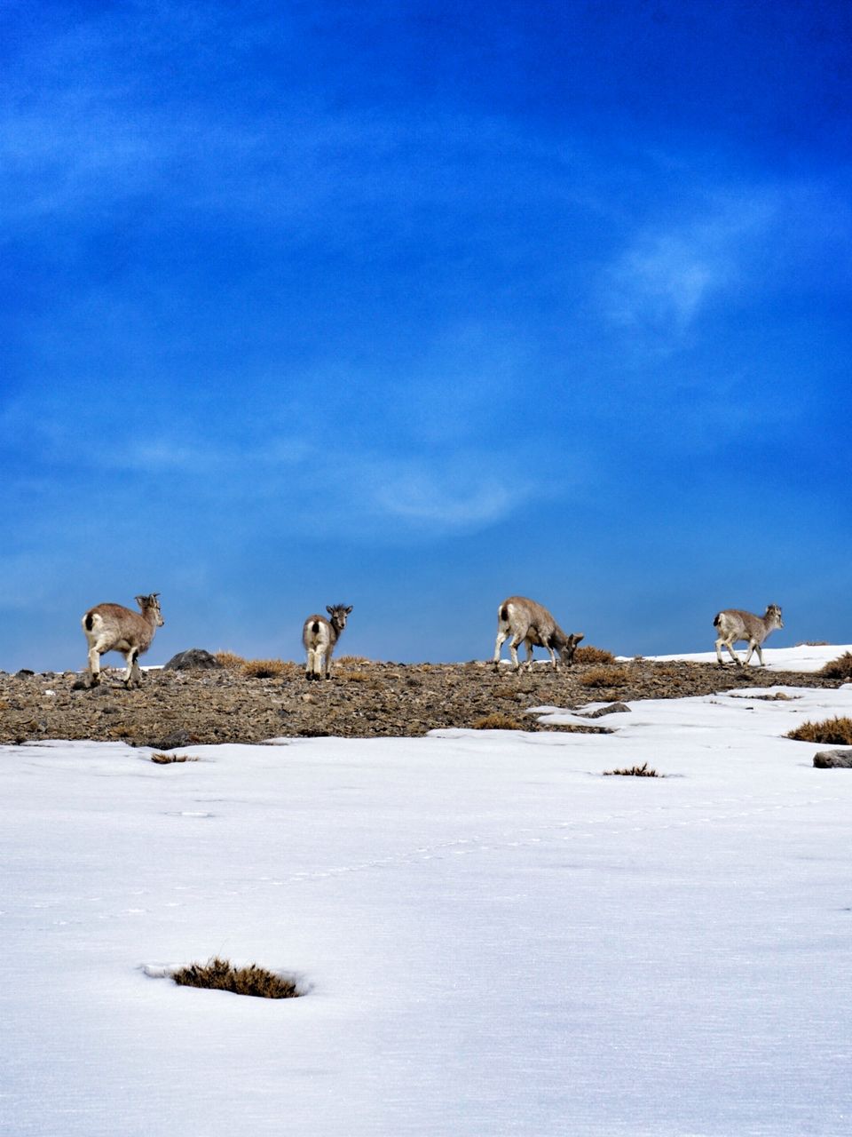 Photo of Tabo, Himachal Pradesh, India by Life Outside Cubicle (Shruthi B P)