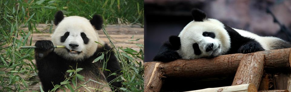 Photo of Macao Giant Panda Pavilion, Estrada de Seac Pai Van, Macao by Life Outside Cubicle (Shruthi B P)